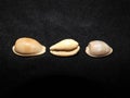 A group of Cowrie Shells Royalty Free Stock Photo