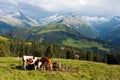 Group of cows in alps on Royalty Free Stock Photo