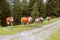 Group of cows in the alps Royalty Free Stock Photo