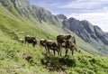 Group of cows in alps Royalty Free Stock Photo