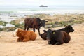 Group of cows on beach Royalty Free Stock Photo