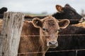 Group of cows behind a fence in a field in Warrnambool, Victoria, Australia Royalty Free Stock Photo