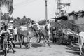 Group of cows being herded down a bustling rural street. Karnataka, India. Royalty Free Stock Photo