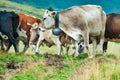 Group of cows on the Bergamo Alps in Italy and the shepherd dog Royalty Free Stock Photo