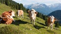 Group of cows (bos primigenius taurus) Royalty Free Stock Photo