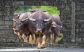 Group of cows and buffalos Royalty Free Stock Photo