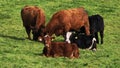 A group of cows is captured some are eating grass while others are resting