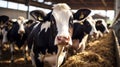 Group of cows at cowshed eating hay or fodder on dairy farm. Generative AI Royalty Free Stock Photo