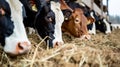 Group of cows at cowshed eating hay or fodder on dairy farm. AI Generative Royalty Free Stock Photo