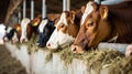 Group of cows at cowshed eating hay or fodder on dairy farm. AI Generative Royalty Free Stock Photo