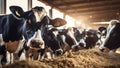 Group of cows at cowshed eating hay or fodder on dairy farm, neural network generated image Royalty Free Stock Photo