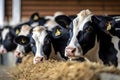 Group of cows at cowshed eating hay or fodder on dairy farm, neural network generated image Royalty Free Stock Photo