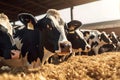 Group of cows at cowshed eating hay or fodder on dairy farm, neural network generated image Royalty Free Stock Photo