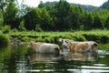 A group of cows cross a river ford in an unknown part of the planet.