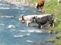 Group of Cows crossing alpine river in mountain pastures Royalty Free Stock Photo