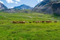 Group of cows in the distance on a green pasture against the background of mountains Royalty Free Stock Photo
