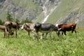 Group of cows and donkeys on italian alps in a sunny day Royalty Free Stock Photo