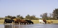 A group of cows drinking water in a river, in a lake, in Africa