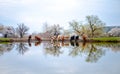 A group of cows drinks water from a lake in a field, trees are blooming around and the grass turns green. Royalty Free Stock Photo