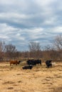 Group of cows eating around an hay feeder/farm animals Royalty Free Stock Photo