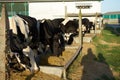 Group of cows eating on a farm in Galicia, Spain Royalty Free Stock Photo