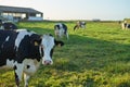 Group of cows eating on a farm in Galicia, Spain