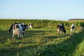 Group of cows eating on a farm in Galicia, Spain Royalty Free Stock Photo