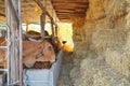A group of Cows eating haystack in the barn. Cows farm. Royalty Free Stock Photo