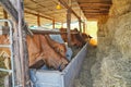 A group of Cows eating haystack in the barn. Cows farm. Royalty Free Stock Photo