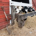 Group of cows eating at a trough.