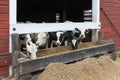 Group of cows eating at a trough.