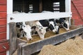 Group of cows eating at a trough.