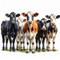 Group of Cows in a Farm Setting Royalty Free Stock Photo
