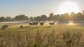 Group of cows in the field early morning, mist rising from the field at sunrise.