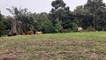 A group of cows grazing in the field Royalty Free Stock Photo