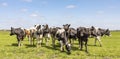 Group of cows  in the pasture, a wide view, standing in a green meadow, the herd side by side cosy together under a blue sky Royalty Free Stock Photo