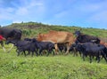 Group of cows and goats black and brown walking in the hills