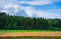 Group of cows on a grass meadow at the countryside of Netherland. Royalty Free Stock Photo