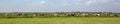 Group of cows graze in a field, peaceful and sunny in Dutch landscape of flat land, blue sky with clouds on the horizon