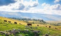 Group of cows graze in green meadow in sunny summer day, livestock farmland in mountain landscape Royalty Free Stock Photo