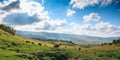 Group of cows graze in green meadow in sunny summer day, livestock farmland in rural mountain landscape Royalty Free Stock Photo