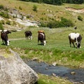 Group of cows is grazed on a meadow