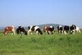 Group of cows grazing Royalty Free Stock Photo