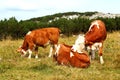 Group of cows grazing on alp Royalty Free Stock Photo