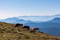 Goldeck - Group of cows grazing on alpine meadow with panoramic view of magical mountain of Karawanks and Julian Alps Royalty Free Stock Photo