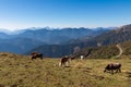 Goldeck - Group of cows grazing on alpine meadow with panoramic view of magical mountain of Karawanks and Julian Alps Royalty Free Stock Photo