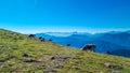 Goldeck - Group of cows grazing on alpine meadow with panoramic view of magical mountain of Karawanks and Julian Alps Royalty Free Stock Photo