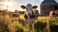 A group of cows grazing on a farm field