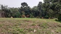 A group of cows grazing in the field Royalty Free Stock Photo