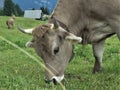 Group of cows grazing grass alp meadow Royalty Free Stock Photo